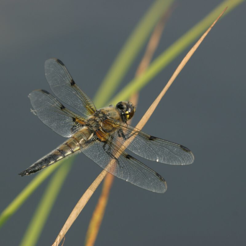 Four-Spotted Chaser Dragonfly