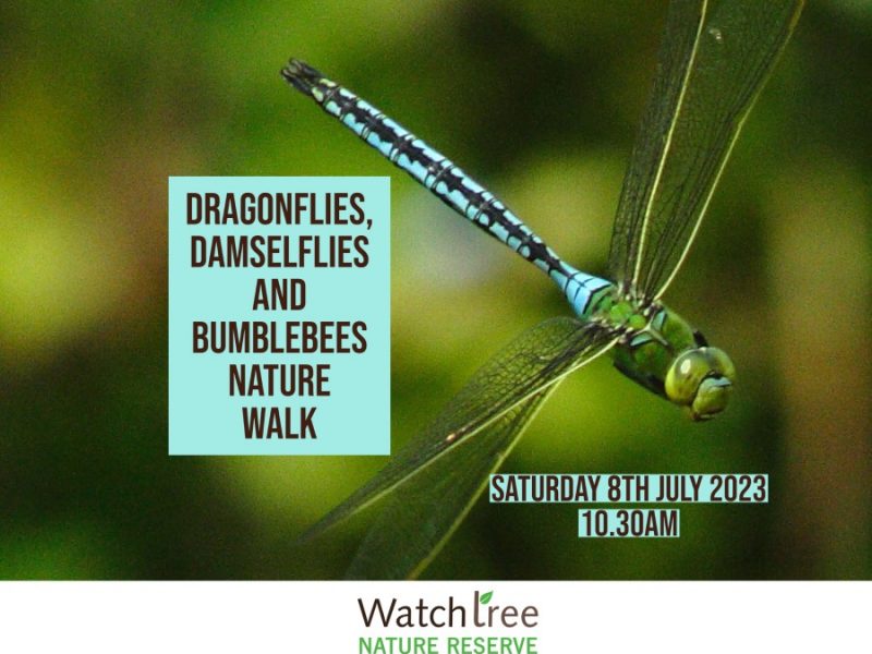 Dragonflies, Damselflies and Bumblebees Nature Walk