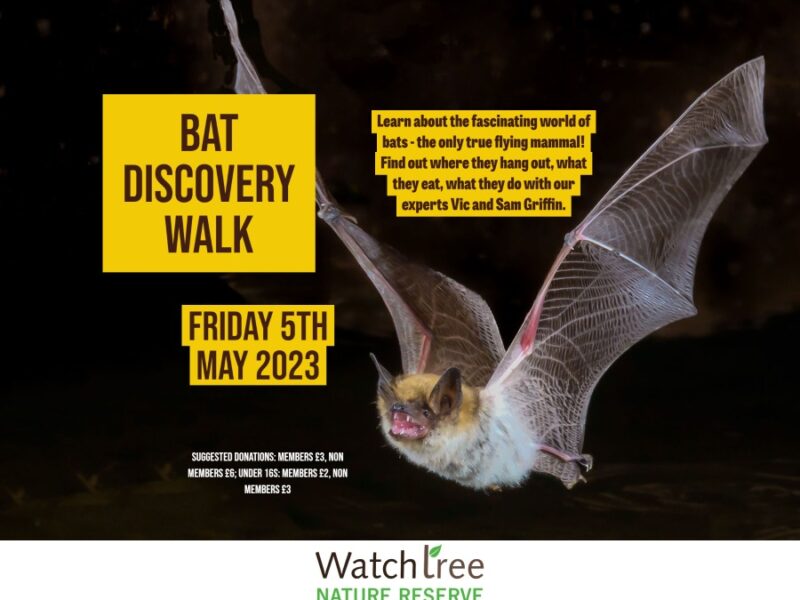 Bat Discovery Walk