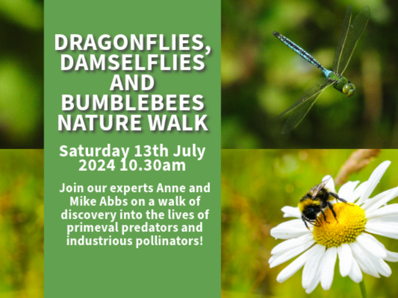 Dragonfly, Damselfly and Bumblebee Walk