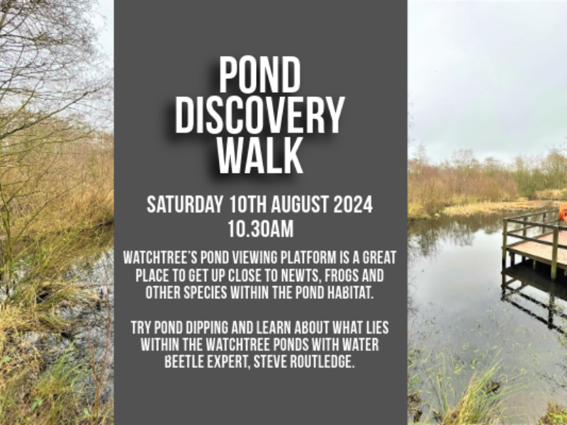 Pond Discovery Walk August with Steve Routledge 2024