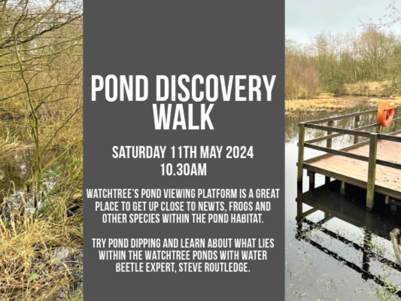 Pond Discovery Walk May with Steve Routledge 2024